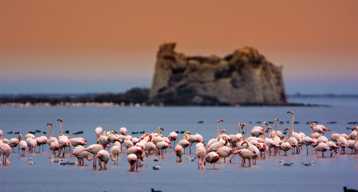 flamencos